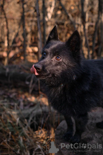 Additional photos: Schipperke Venya is looking for a home.