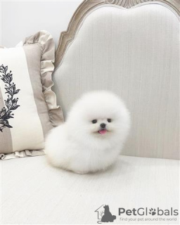 Photo №2 to announcement № 103597 for the sale of pomeranian - buy in Canada private announcement