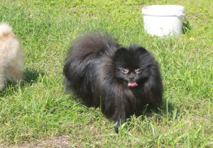 Photo №1. pomeranian - for sale in the city of St. Petersburg | 647$ | Announcement № 3364