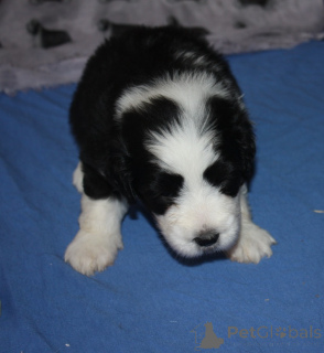 Photo №4. I will sell bearded collie in the city of Saumur. breeder - price - negotiated