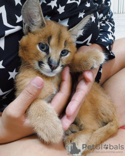 Photo №1. caracal - for sale in the city of Los Angeles | negotiated | Announcement № 87182