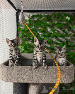 Photo №1. bengal cat - for sale in the city of Lausanne | 706$ | Announcement № 152705