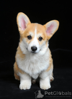 Photo №4. I will sell welsh corgi in the city of Ровно. breeder - price - 1374$