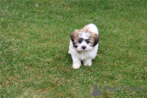 Photo №1. bichon frise - for sale in the city of Cave | negotiated | Announcement № 110077