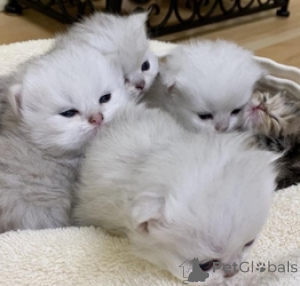 Photo №1. ragdoll - for sale in the city of Barsel | 206$ | Announcement № 160597