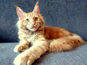 Photo №2 to announcement № 3040 for the sale of maine coon - buy in Russian Federation from nursery, breeder