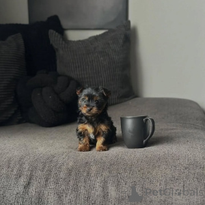 Photo №3. Yorkshire Terrier (Yorkie) Puppy Available for Adoption . Czech Republic