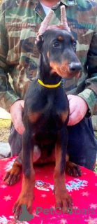 Photo №2 to announcement № 77500 for the sale of dobermann - buy in Serbia 