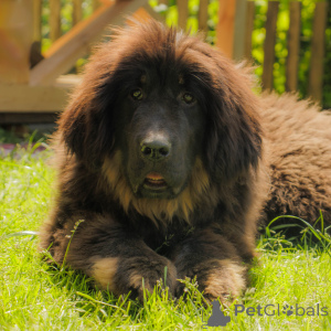 Photo №1. tibetan mastiff - for sale in the city of Mogilyov | negotiated | Announcement № 146109