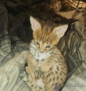 Photo №1. savannah cat - for sale in the city of QuickBorn | 599$ | Announcement № 176013