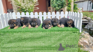 Photo №4. I will sell otterhound in the city of Belgrade.  - price - negotiated