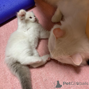 Photo №1. ragdoll - for sale in the city of Золинген | 400$ | Announcement № 135729