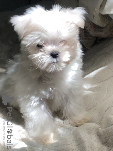 Photo №1. maltese dog - for sale in the city of Odessa | 700$ | Announcement № 57849