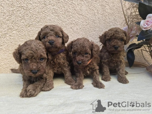 Additional photos: TOY Red Poodles - Puppies for sale