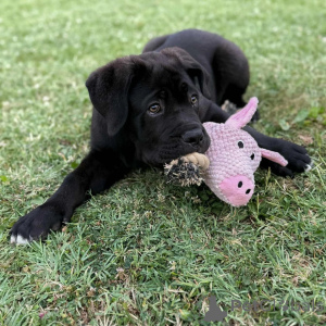 Photo №3. Beautiful Cane Corso Puppies with Noble Spirit and Gentle Affection. Poland