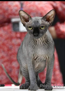Photo №1. sphynx cat - for sale in the city of Kettering | 2113$ | Announcement № 81419