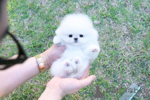Photo №1. pomeranian - for sale in the city of Eindhoven | 350$ | Announcement № 107449