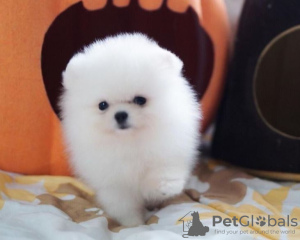 Photo №1. pomeranian - for sale in the city of Cologne | negotiated | Announcement № 32010