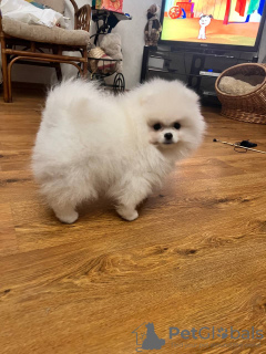 Photo №2 to announcement № 131346 for the sale of pomeranian - buy in Russian Federation from nursery