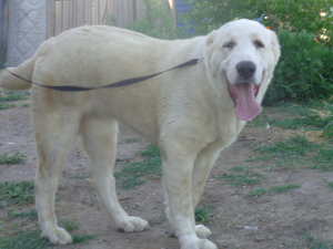 Photo №1. central asian shepherd dog - for sale in the city of Astrakhan | 335$ | Announcement № 3292