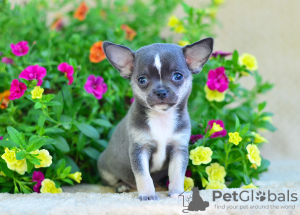 Photo №4. I will sell chihuahua in the city of Москва. from nursery, breeder - price - 1483$