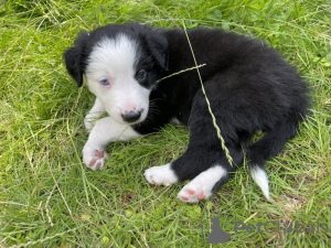 Photo №1. border collie - for sale in the city of San Diego | 350$ | Announcement № 64140