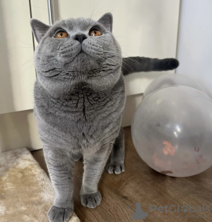 Photo №2 to announcement № 101671 for the sale of british shorthair - buy in Germany private announcement, breeder