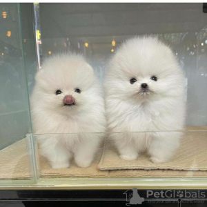 Photo №1. pomeranian - for sale in the city of Sochi | 312$ | Announcement № 30182
