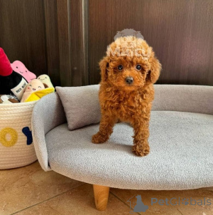 Photo №1. poodle (toy) - for sale in the city of Jouxtens-Mézery | negotiated | Announcement № 158345