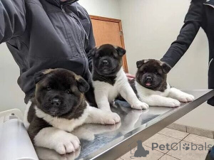 Photo №1. american akita - for sale in the city of Baierbrunn | negotiated | Announcement № 167571