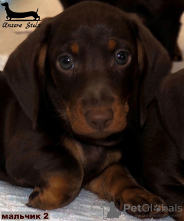 Photo №2 to announcement № 99554 for the sale of dachshund - buy in Russian Federation breeder