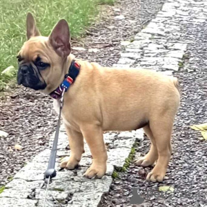Photo №2 to announcement № 157583 for the sale of french bulldog - buy in Germany private announcement