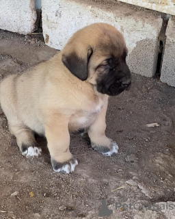 Photo №2 to announcement № 158698 for the sale of non-pedigree dogs - buy in Australia breeder