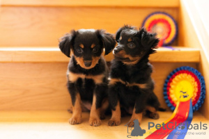 Additional photos: We offer toy terrier puppies and teenagers.