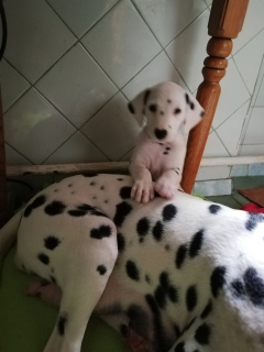 Photo №2 to announcement № 3573 for the sale of dalmatian dog - buy in Ukraine breeder