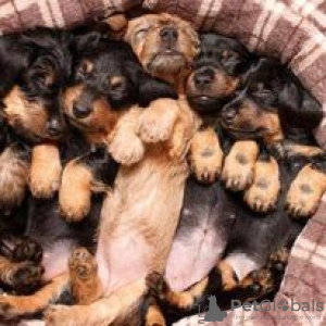 Photo №1. dachshund - for sale in the city of Hartford | 600$ | Announcement № 109922