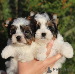 Photo №1. yorkshire terrier - for sale in the city of Munich | 317$ | Announcement № 97262