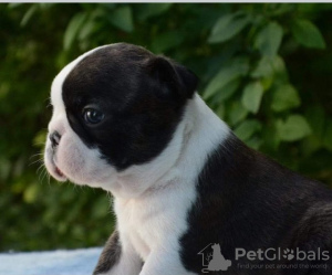 Photo №1. boston terrier - for sale in the city of Belgrade | negotiated | Announcement № 95464
