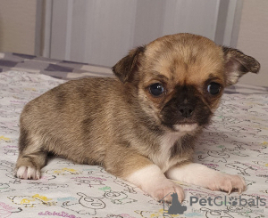 Photo №3. Chihuahua Red Sable Mini Boy. Russian Federation