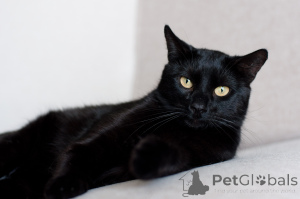 Photo №2 to announcement № 138828 for the sale of  - buy in Belarus 