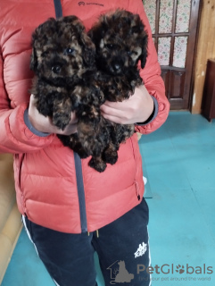 Photo №2 to announcement № 75250 for the sale of poodle (toy) - buy in Belarus breeder