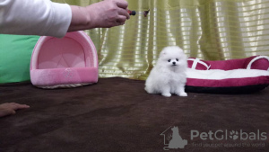 Photo №4. I will sell pomeranian in the city of Munich. private announcement - price - 380$