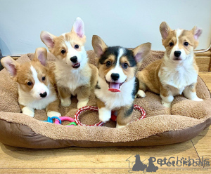 Photo №2 to announcement № 176178 for the sale of welsh corgi - buy in Monaco 