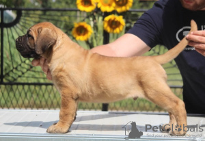 Additional photos: Cane Corso puppies