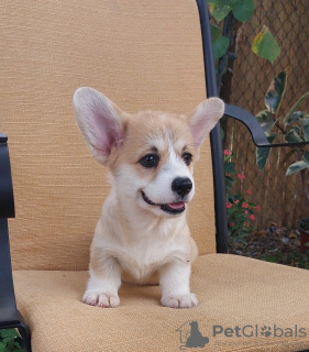 Additional photos: Pembroke Welsh Corgi puppies