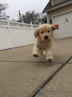Photo №3. Urocze szczenięta golden retrievera do adopcji v. Poland