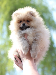 Photo №4. I will sell pomeranian in the city of Omsk. from nursery - price - 463$