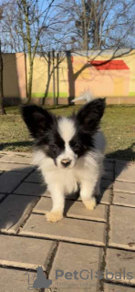 Photo №1. papillon dog - for sale in the city of Brno | Is free | Announcement № 68945