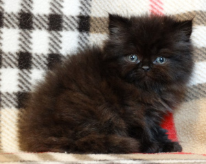 Photo №1. persian cat - for sale in the city of Mogilyov | 250$ | Announcement № 678