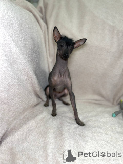 Photo №1. mexican hairless dog - for sale in the city of Minsk | 403$ | Announcement № 169128